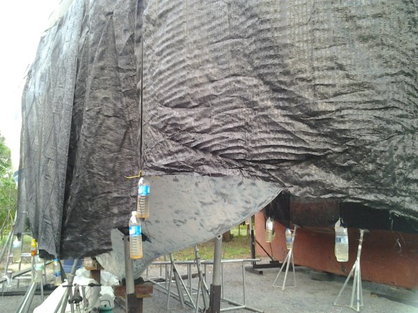 Partially wrapped to protect Sage from the sunshine