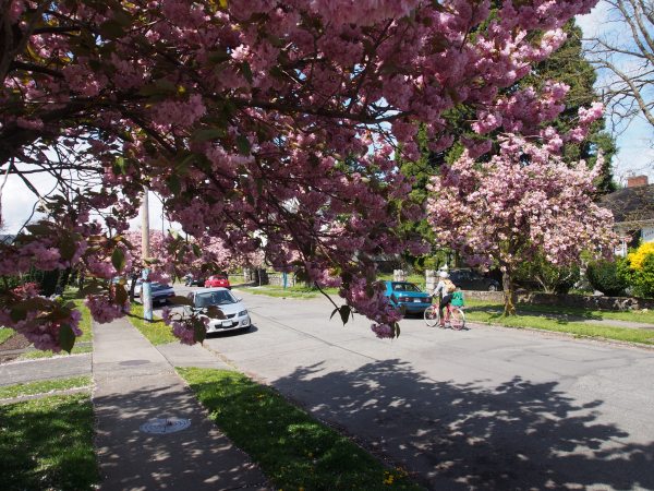 Cherry blossoms are in bloom