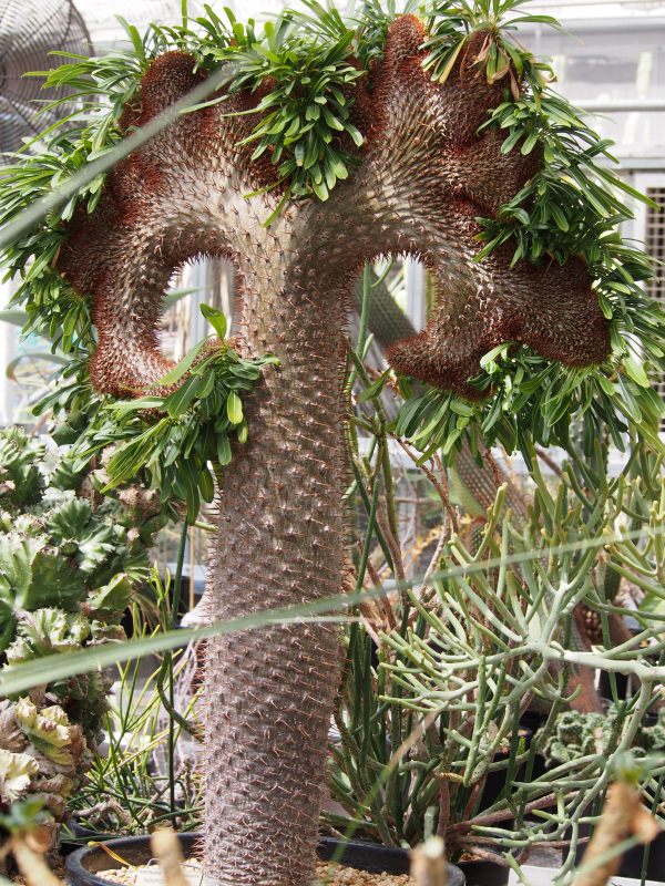 Berkeley Botanical Gardens