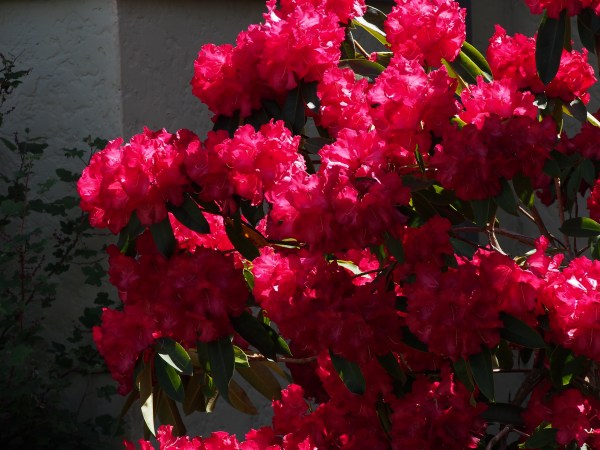 The glorious rhododendrons. Second only to India