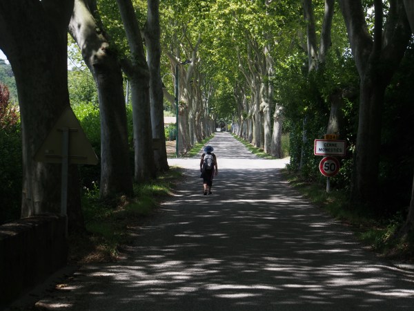 Cennes - nothing like the plane trees