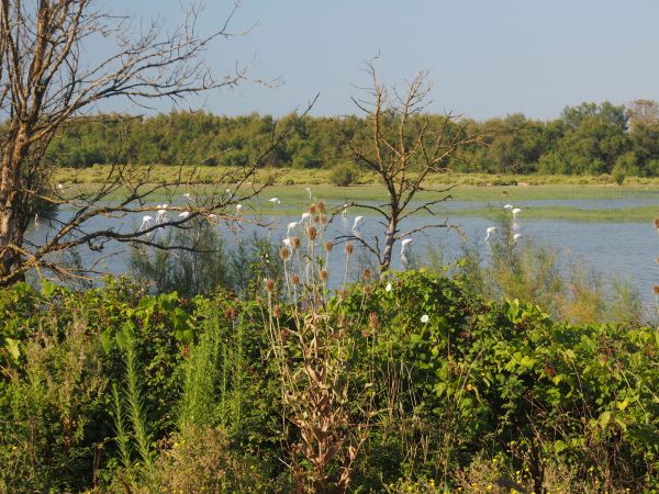 Cranes along the route