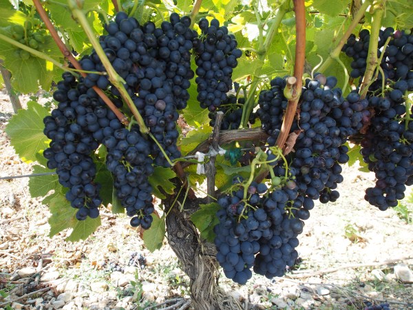 Corbiers grape. It's almost the season for picking grapes. Should we stay in France?