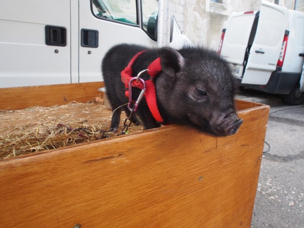 Was tempted to take with us