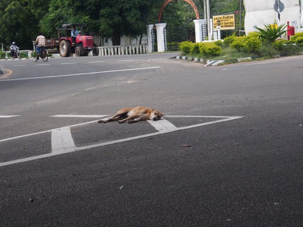 Believe it or not this is a major roundabout but like all dogs in this town they are saying they don't care we will lie where we want to. Yes, they have a big dog problem hete.