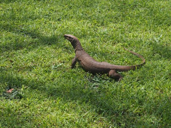 Even Sigiriya has its wardens