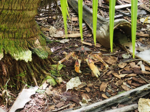 Coconut crabs abound on the islands as there is no resident population.  Coconut crabs can grow to 1 metre in length and live as long as 60 years