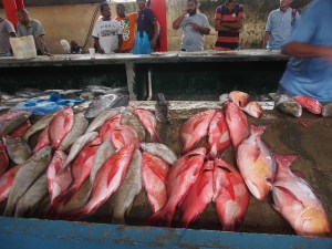 Snapper at the market