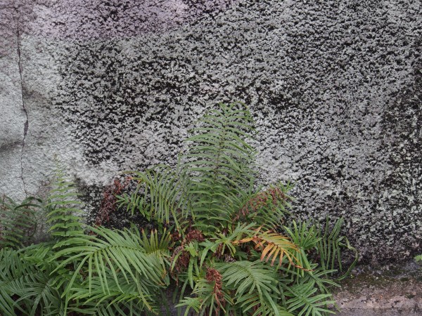 Being the tropics plants abound and quickly take over