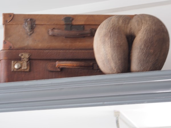 A great example of the indigenous Coco de Mer