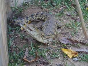 I know. It's not a chameleon but I couldn't resist 