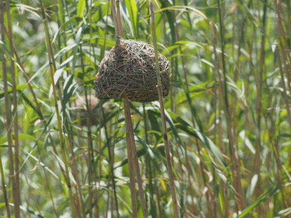 Along the edge of the water in the wetlands birds build their nests