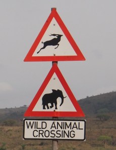 Are we actually going to see some wildlife