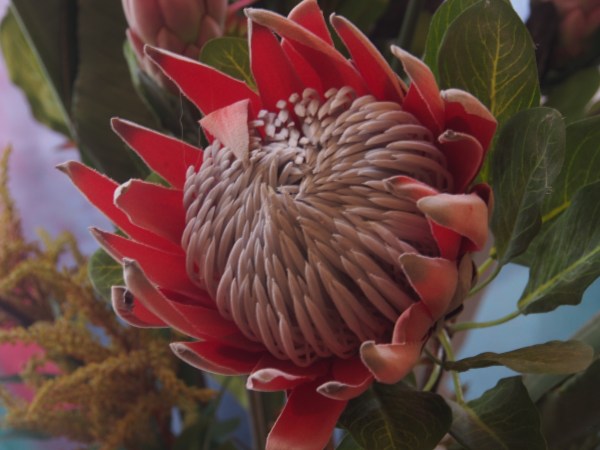 Protea