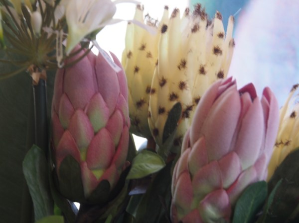 Prolific Proteas