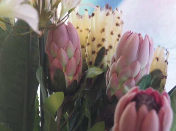 various protea