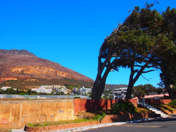 Wiind bent trees in Simon's Town
