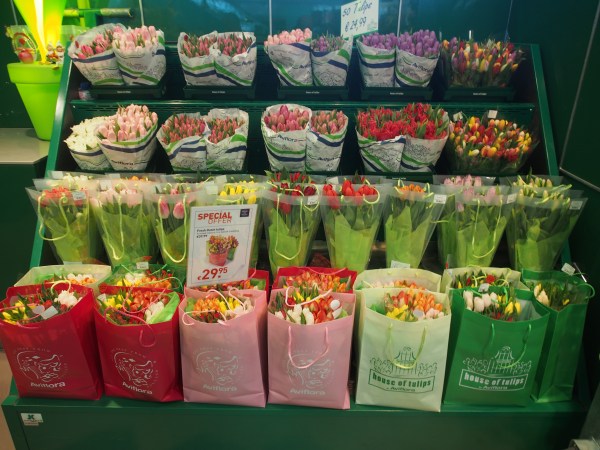 Tis the tulip season