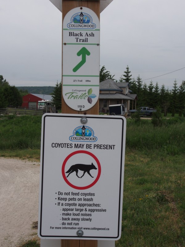 Coyotes on the cycle path that runs right behind my brother's house