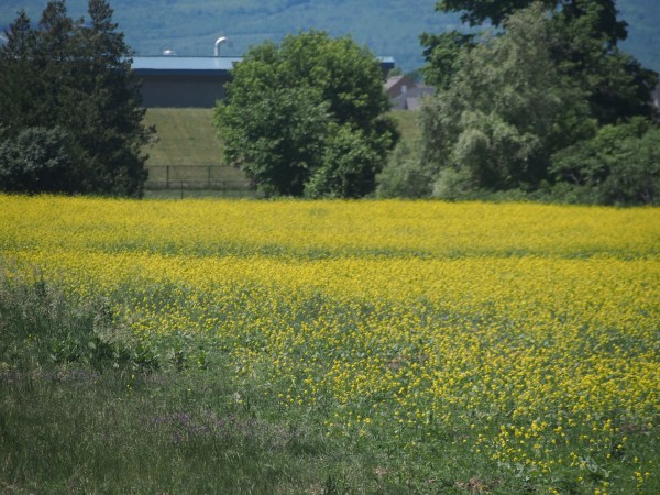The hard work on the farm