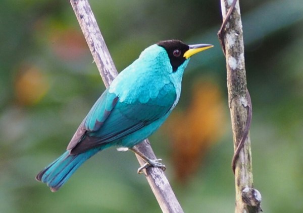 Chlorophanesspiza (green honeycreeper)